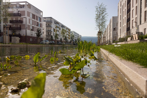  Bahnstadt Heidelberg: Wasserbecken am Langen Anger   