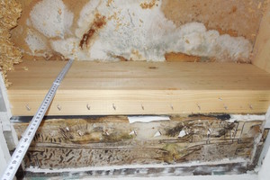  Bild 5: Holz zerstörender Pilz an der Unterseite der Dachschalung 