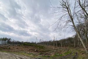  Natürlicher Verbündeter in der Klimakrise: der (kranke) deutsche Wald 