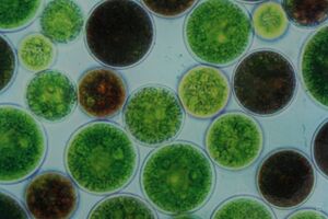  Die Umwandlung von Licht in Biomasse erfolgt biochemisch durch mikroskopisch kleine Algen, sogenannte Mikroalgen 