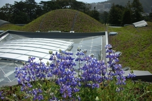  Die California Academy of Sciences in San Francisco ist das „grünste“ Museum der Welt 