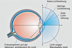  Die Ganglienzellen des dritten Lichtrezeptors sind im nasalen und unteren Bereich der Netzhaut am empfindlichsten. Damit hat sich das Auge an die natürlichen Lichtverhältnisse angepasst, denn Tageslicht erreicht das Auge aus dem oberen Halbraum 