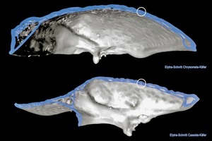  Als Vorbild für die natürlichen Faserverbundstrukturen dienen die Deckflügelschalen (Elytren) flugfähiger Käfer. Diese sind zum Schutz des Käferhinterleibes besonders tragfähig, aber gleichzeitig zur Erhaltung der Flugfähigkeit sehr material- und gewichtssparend ausgebildet 