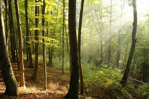  Weniger heizen, mehr in den Wald gehen, liebe Wohnende; dem Klima zuliebe und dann vielleicht auch dem Wald 